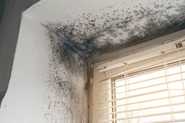Affordable Attic Mold Removal solutions in Prosper, TX