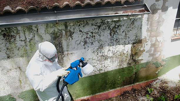 Top rated local Attic Mold Removal specialists in Prosper, TX